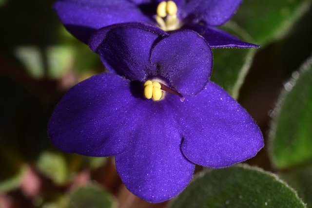 african violet navy blue 5.jpg