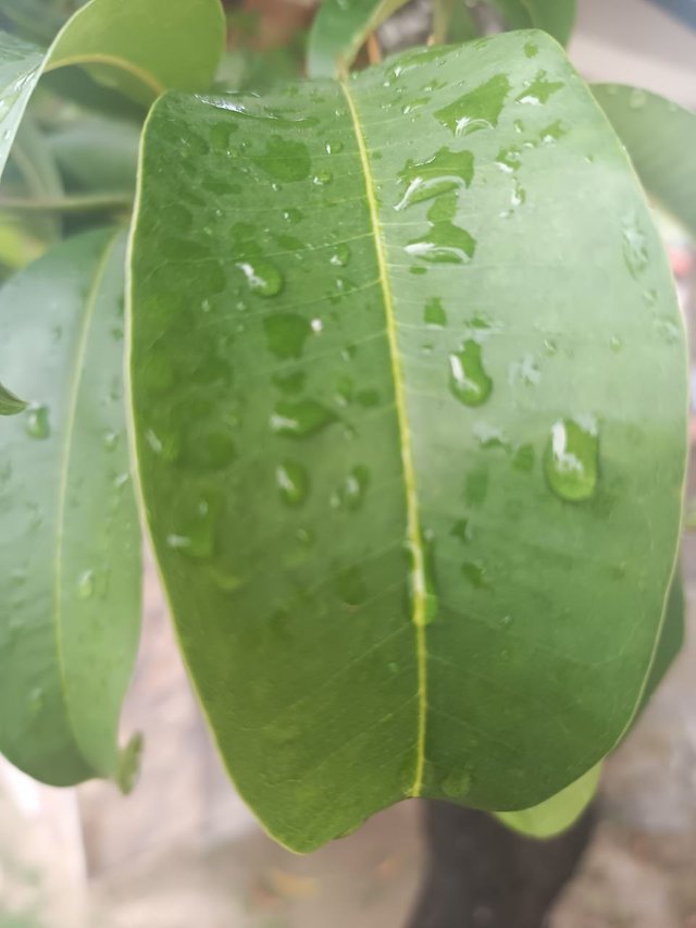 Gotas de lluvia en las hojas.jpg