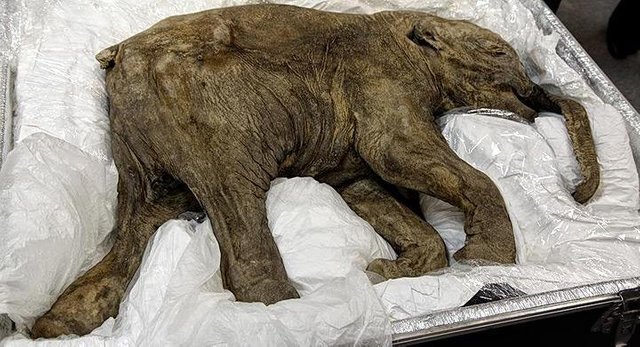 img_lyuba_el_bebe_mamut_de_la_edad_de_hielo_2365_orig.jpg