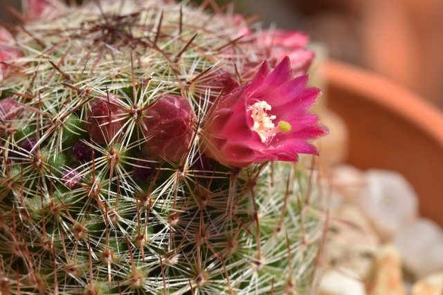 Mammillaria haageana flowers 2.jpg