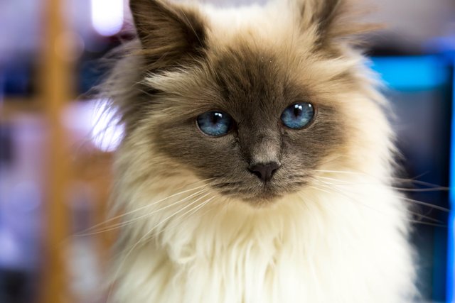 birman cat with pretty blue eyes colorful background white and grey fur portrait.jpg