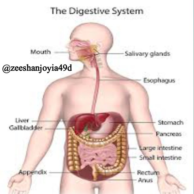 Digestive system.jpg