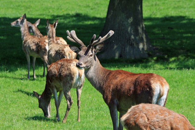 group-of-brown-deer-on-green-grass-near-tree-during-daytime-69058.jpg