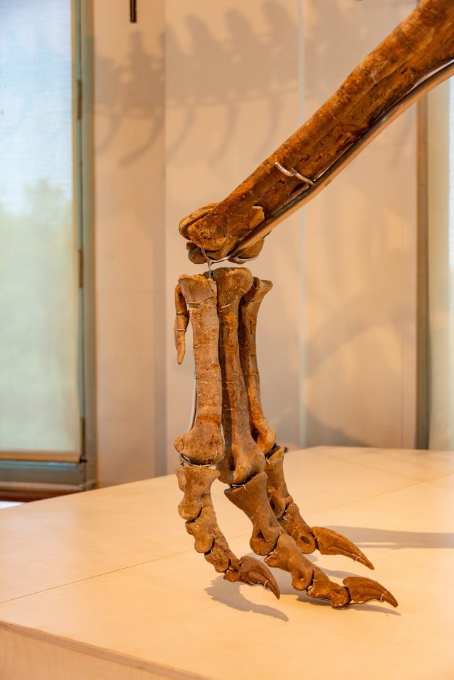 free-photo-of-close-up-of-animal-bones-exhibit-in-museum.jpeg