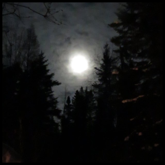 full moon at head of lane with spruce trees at edge light clouds Feb 8 2020.JPG