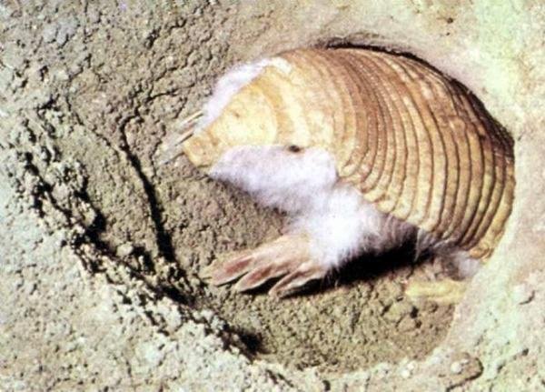 armadillo2.jpg