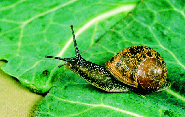 4310013 Garden snails.png