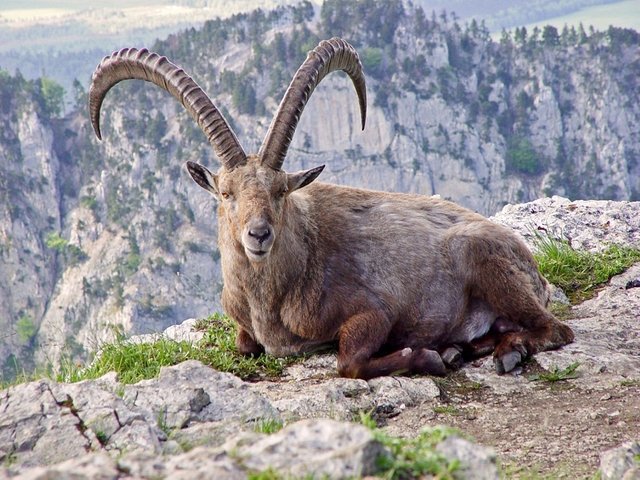 Pyrenean-Ibex.jpg