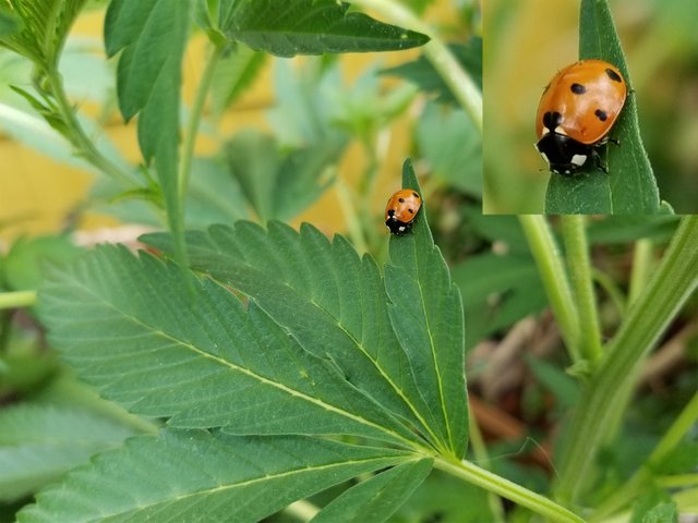 ladybug on BCD3.jpg