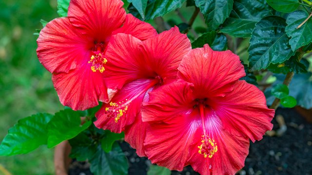 hibiscus flower.jpg