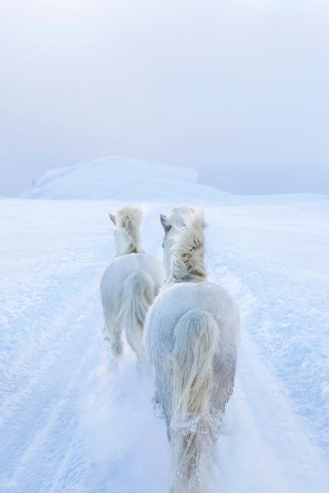 animal-photography-icelandic-horses-in-the-realm-of-legends-drew-doggett-36-5b5afc178ef4d__880.jpg