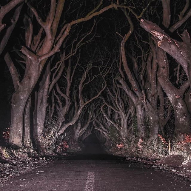 dark hedges n ireland.jpg