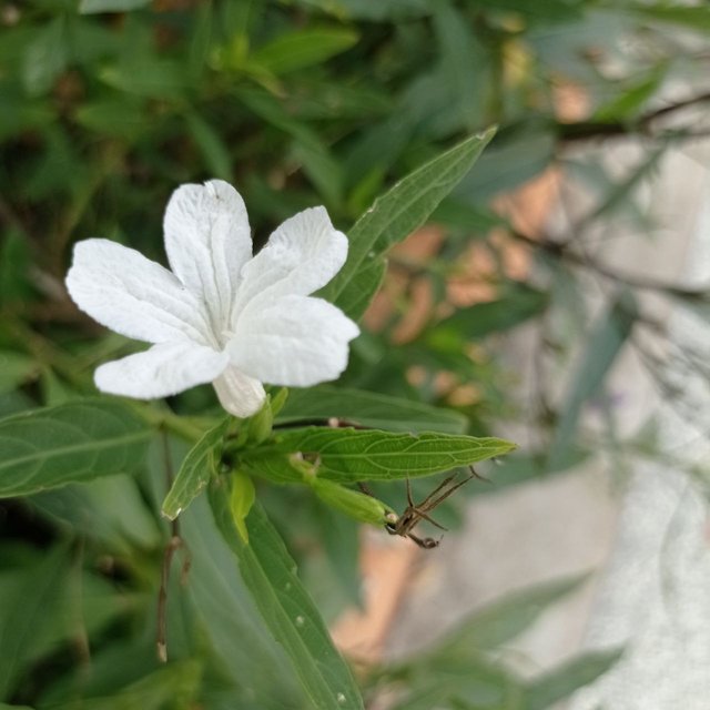 Ruellia tuberosa blanca.jpg