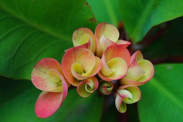 800px-Christ_thorn_flowers_just_opening.jpg