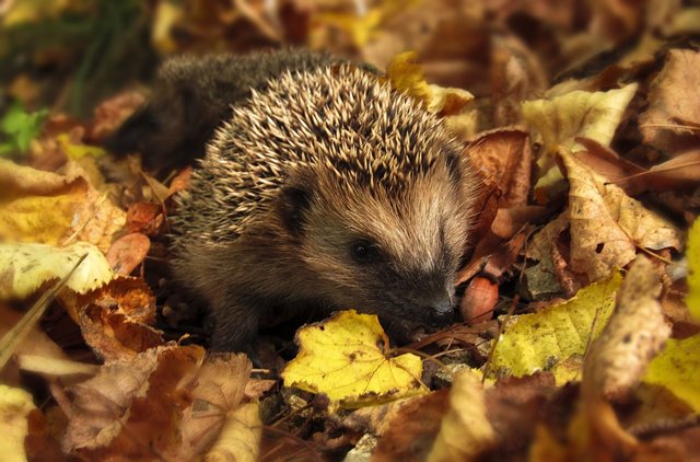 hedgehog-985315_1280.jpg