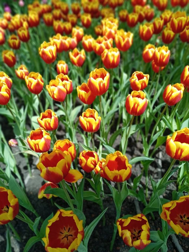 Tulips8.jpg