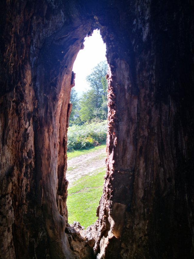 hole in tree.jpg