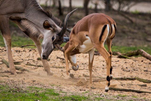 great-kudu-2188634_1920.jpg