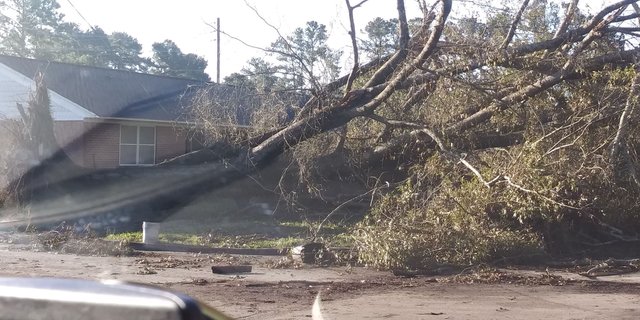 florence apartment tree damage.jpg