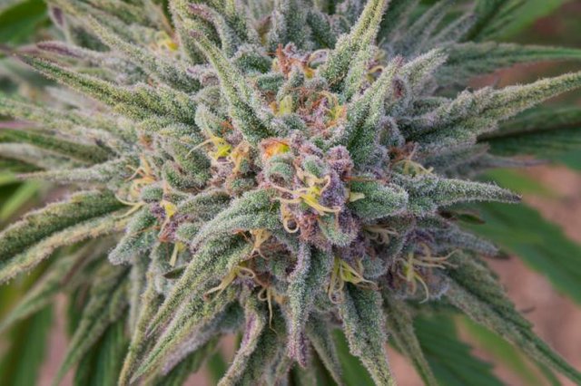 Cannabis hermosa.jpg