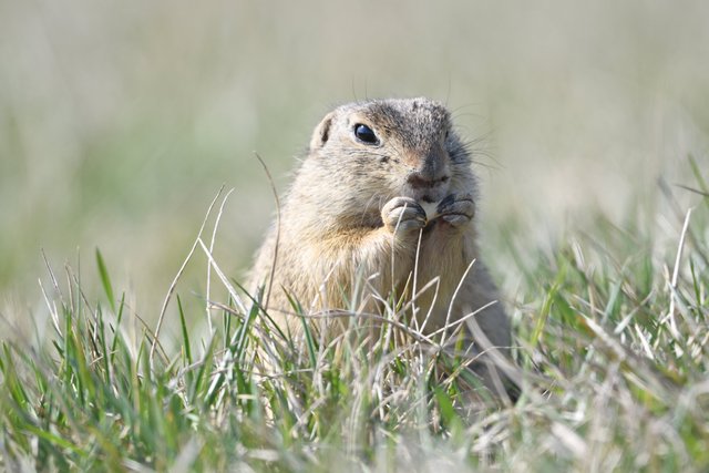 DSC_2784_Ziesel_eating_nuts.jpg