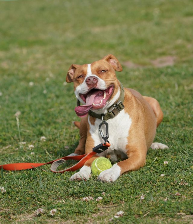 free-photo-of-pitbull-bahagia-bersantai-di-rumput-dengan-bola.jpeg