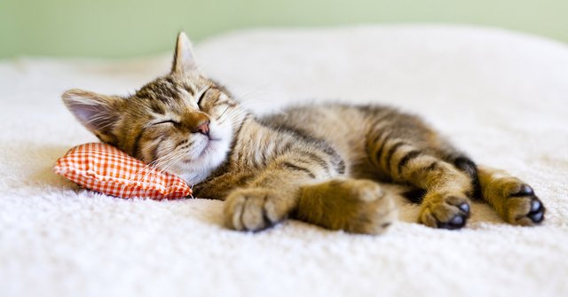 gatito-dormido-redes.jpg