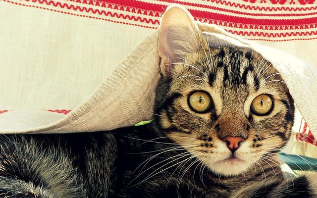 cat-muzzle-coverlet-peek-wallpaper-preview.jpg