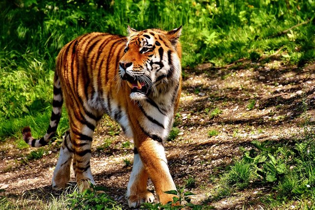 tiger-2466320_1280.jpg