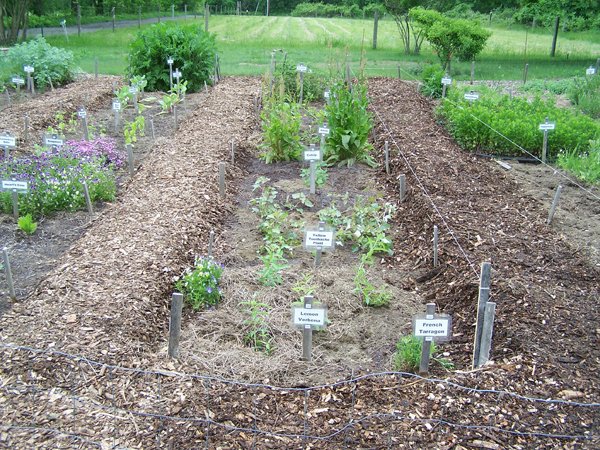 New Herb garden - Row 3 planted1 crop May 2019.jpg