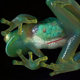 glass+frog.jpeg