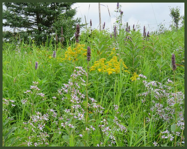 last of blooms hyssop goldenrod fleebane grass seed heads.JPG