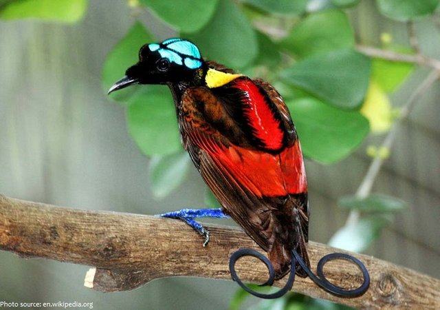 birds-of-paradise-2.jpg
