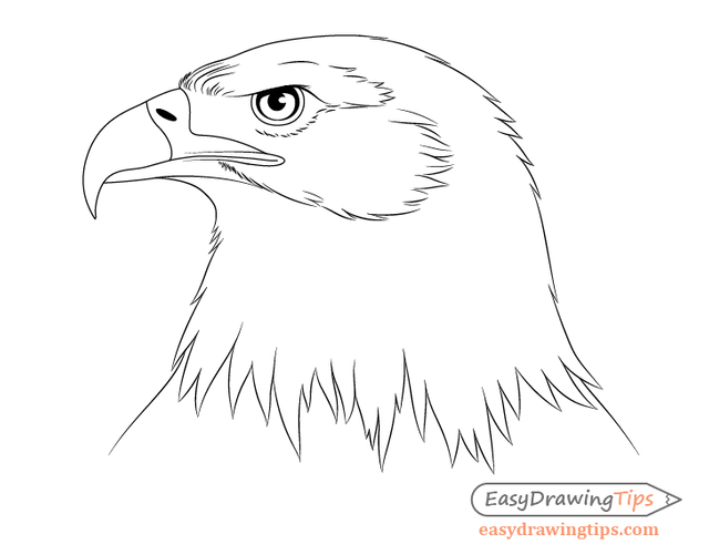 eagle_neck_feathers_drawing.png