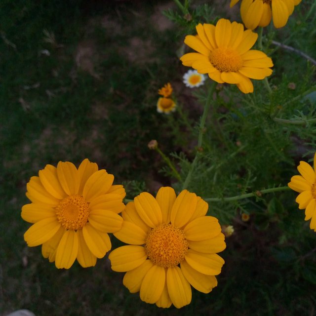 IMG-20250401-WA0016.jpg