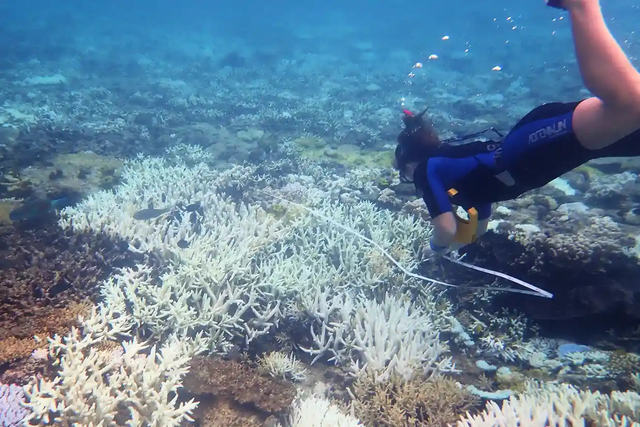 Great Barrier Reef suffers third mass coral bleaching event in five years