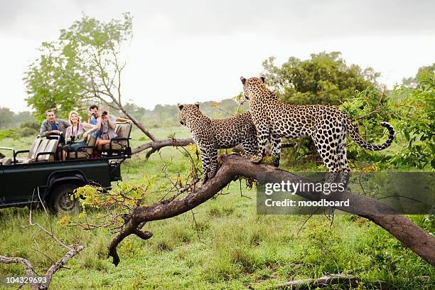 two-leopards-on-tree-watching-tourists-in-jeep-back-view.jpg