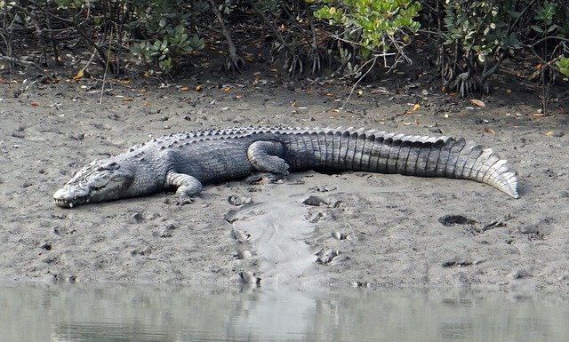 saltwater-crocodile-1226659_640.jpg