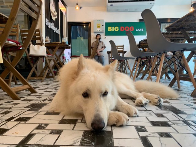 Big Dog Cafe33.jpg