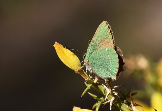 Green hairstreak ulex 2.jpg