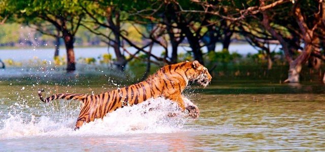 sunderbans_in_west_bengal_under_severe_stress_from_rising_sea_level_posing_risk_to_royal_bengal_tig_1564205340.jpg