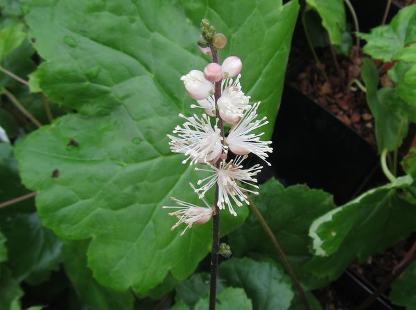 actaea-japonica-bswj8758-001.jpeg