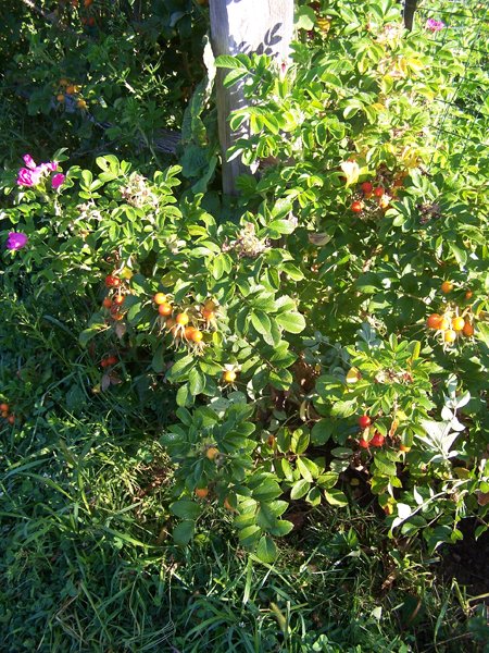Rugosa rose hips crop August 2019.jpg
