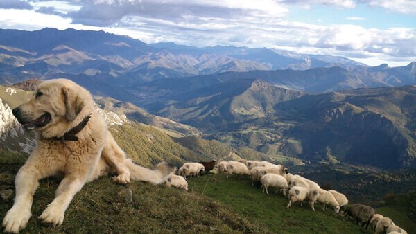 perro-pastor-1.jpg