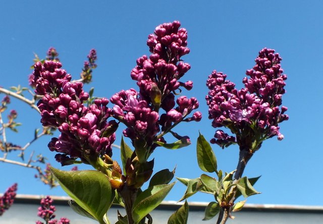 x893-Lilacs.JPG