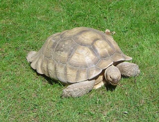 turtle-255271_640.jpg