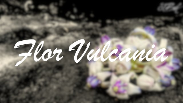 Volcania Flower.jpg