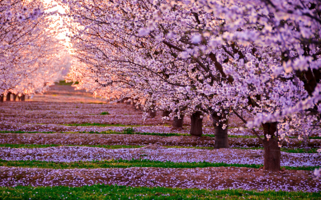 cseresznye-fák.png