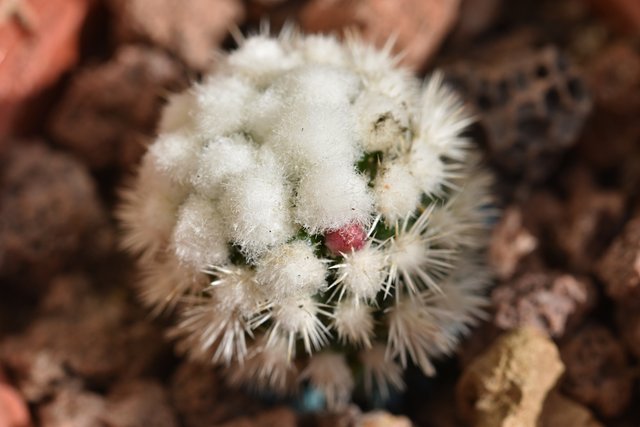 Mammillaria Gracilis Snowcap bud.jpg