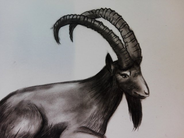 goat(10).jpg